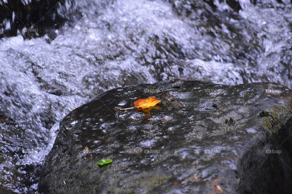 Leaf on a River Rock