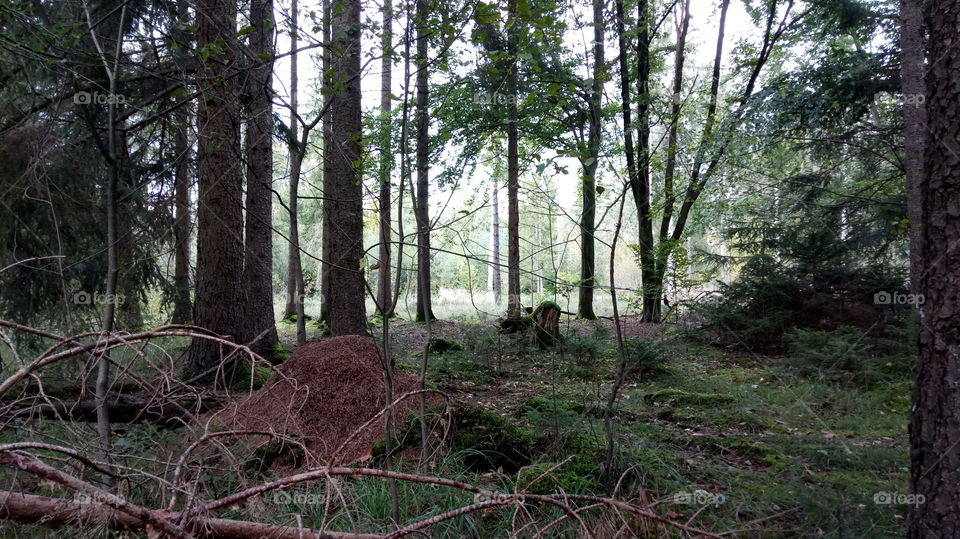 Ameisenhaufen, anthill, Wald, Nature