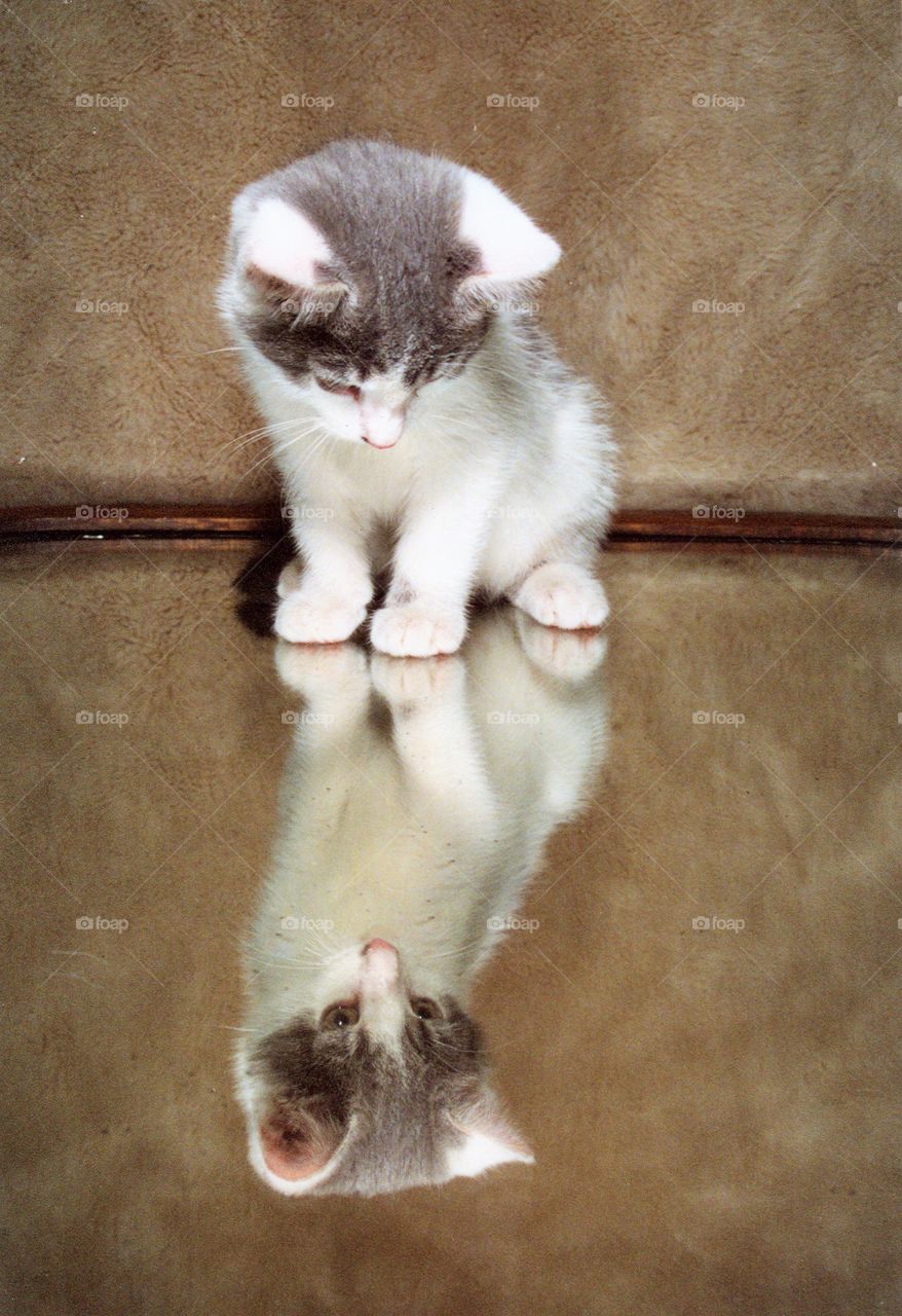 Kitten looking at itself in the mirror