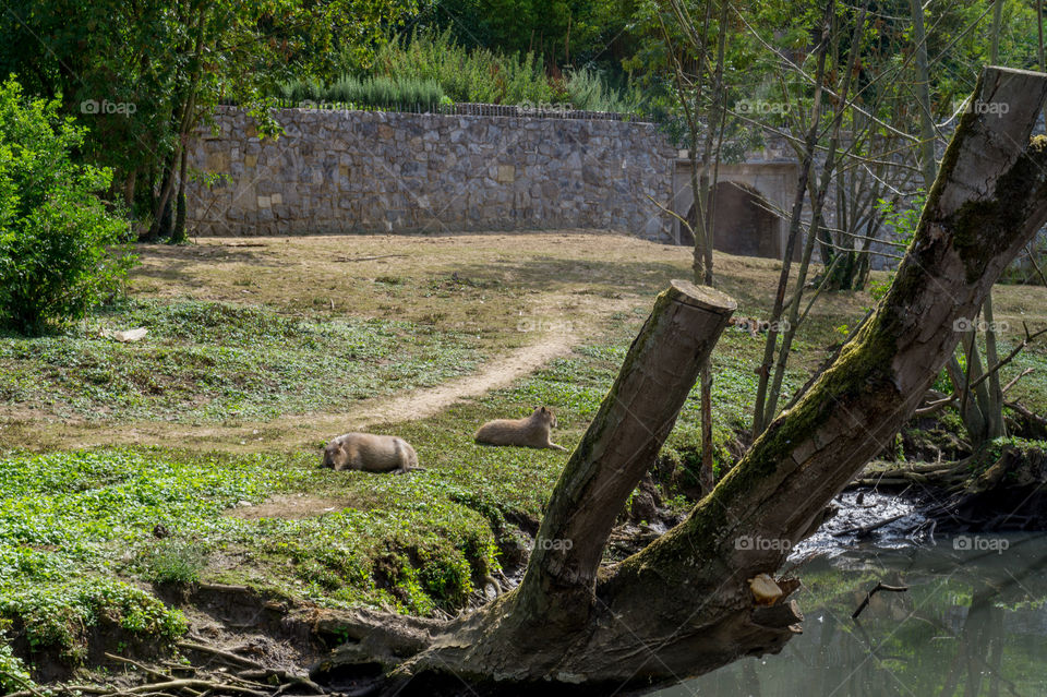 Two capybaras near a tree trunk