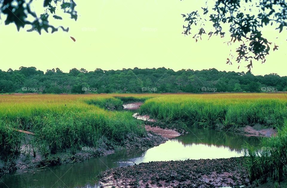 Marsh land 