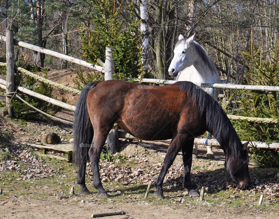 beautiful horses on the farm