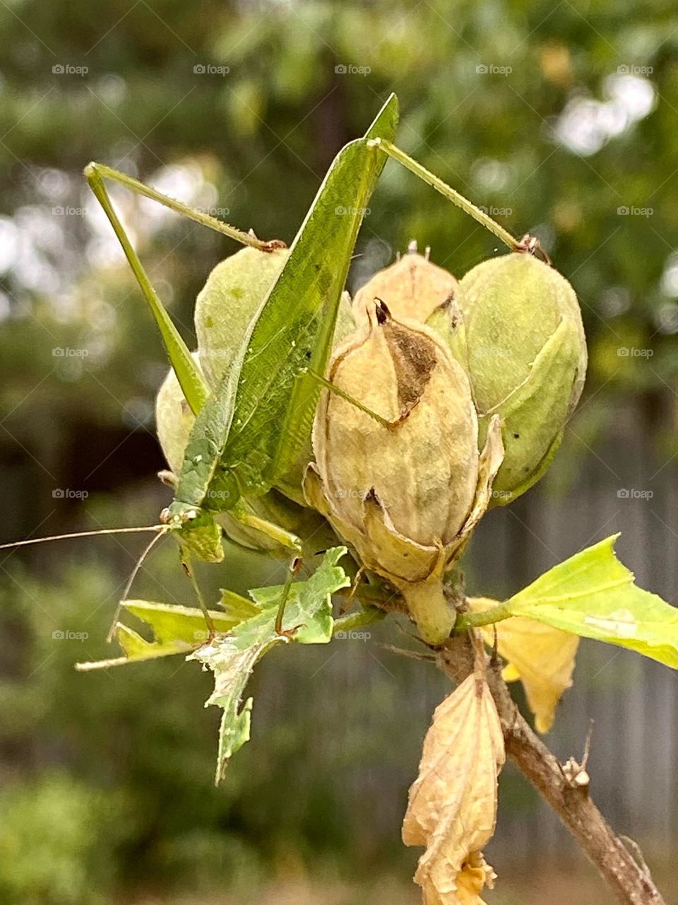 Grasshopper eating leaves 