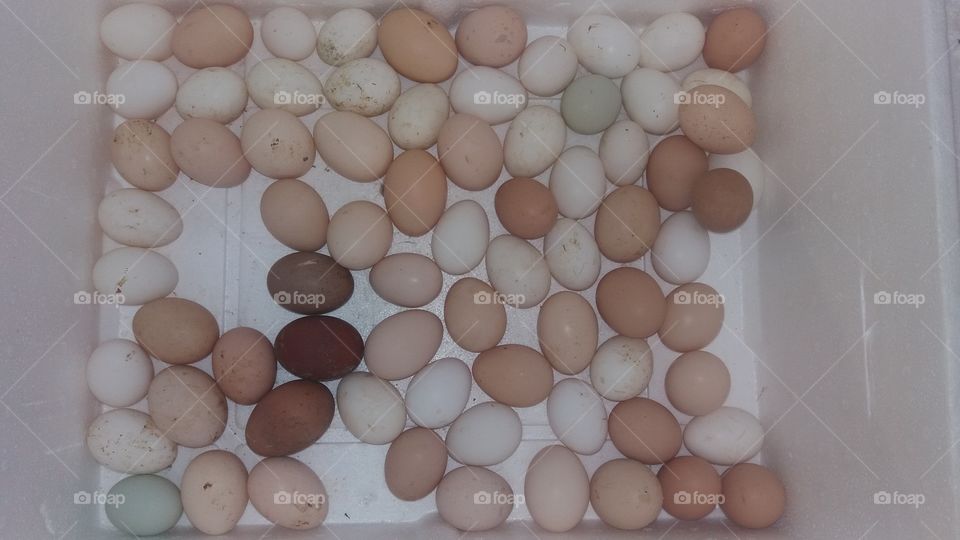 eggs