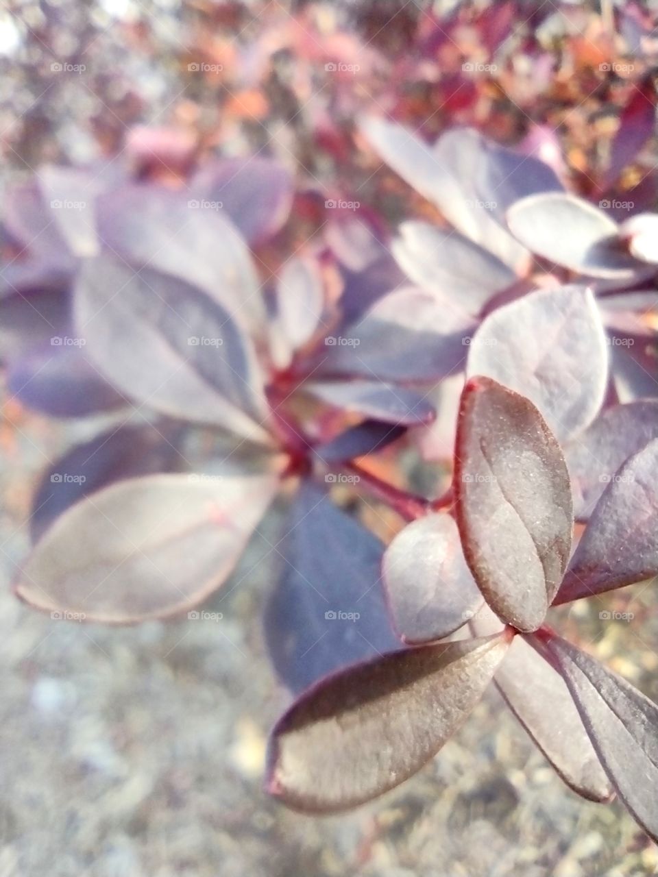 Unfiltered lovely plant in nature