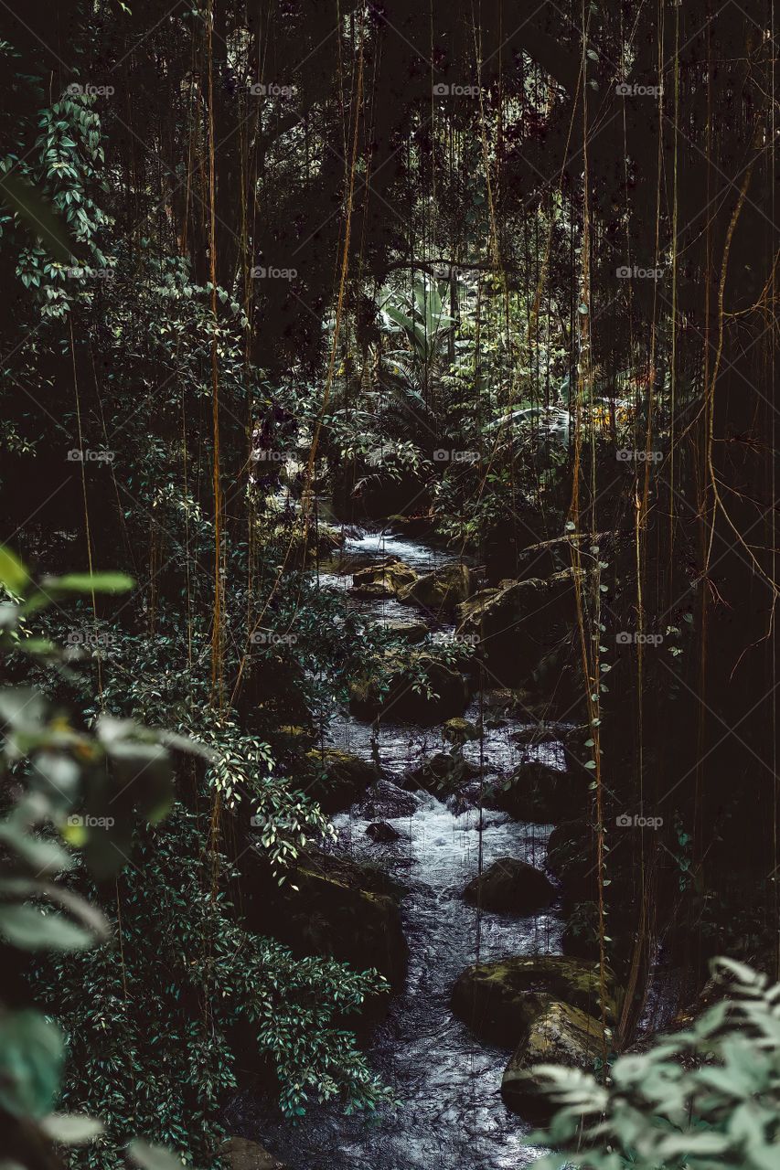 Picture of a river in a wonderful Amazon forest