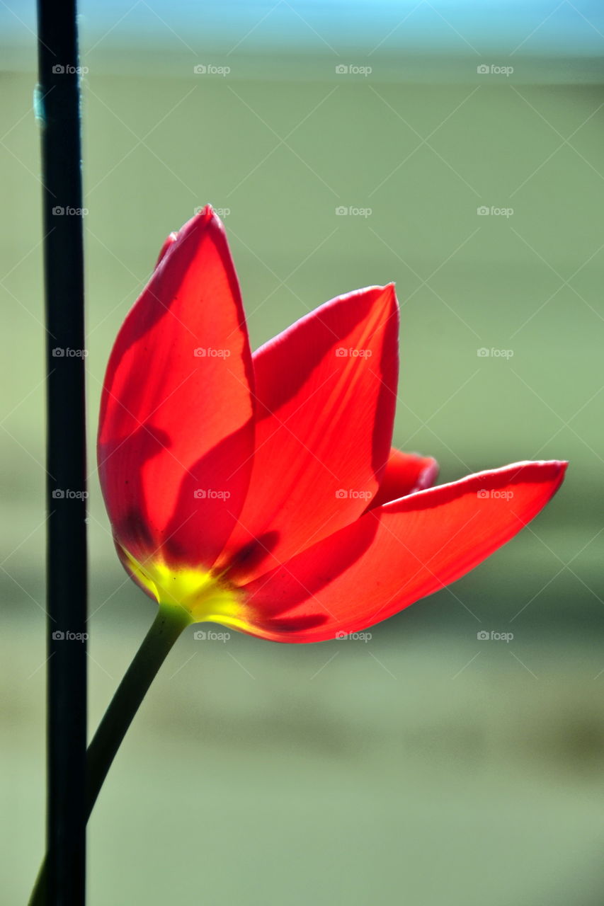 red flower