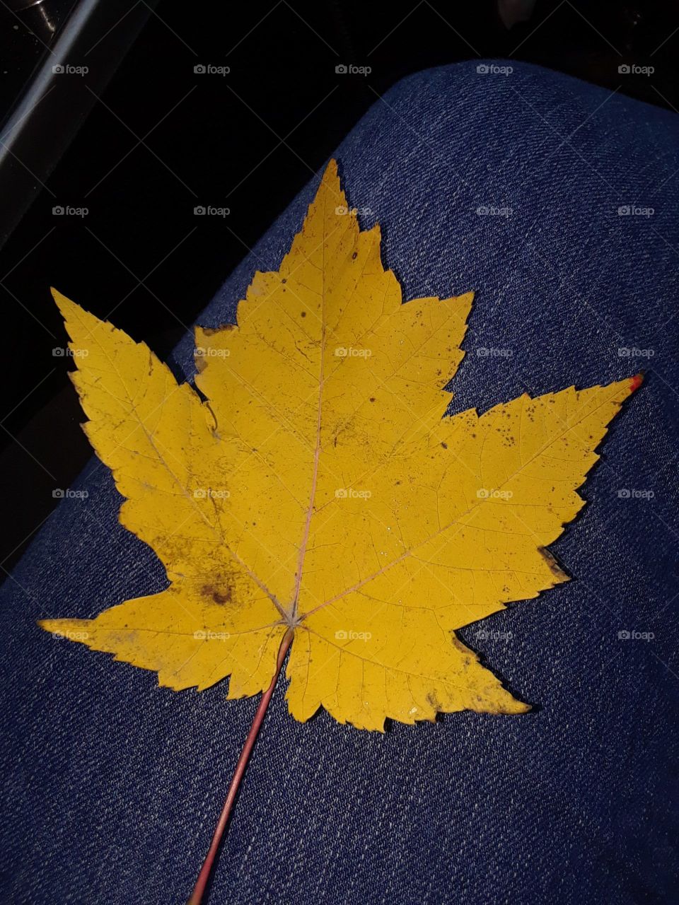Yellow Maple Leaf