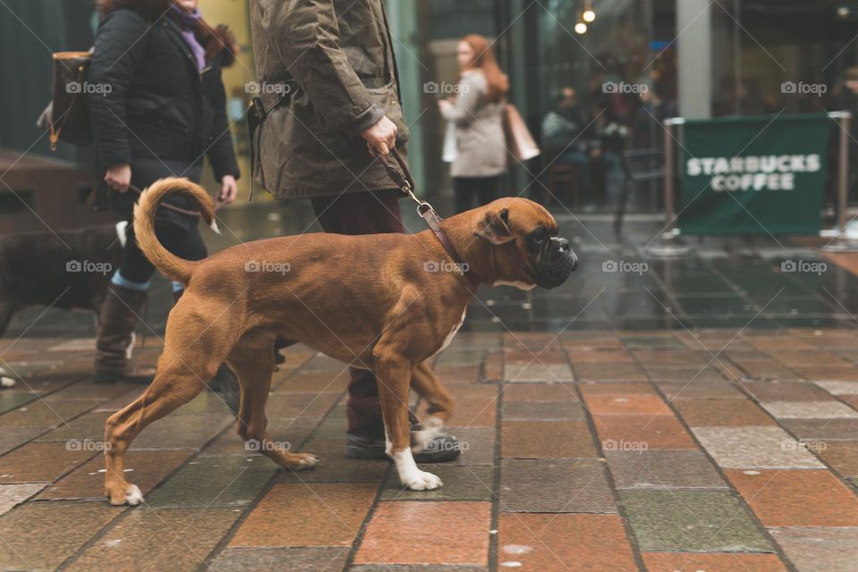 walking the dog, people walking the dogs on the street, they spend time together, the person plays with the dog, trains it, eat delicious food, take pictures. best friends are dogs. children and dogs for a walk