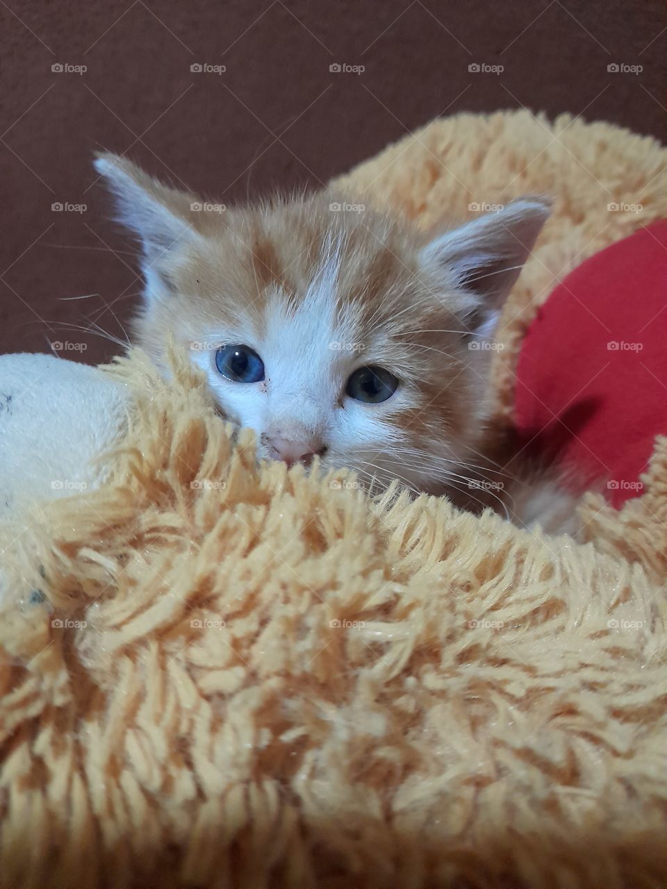 kitten with blue eyes