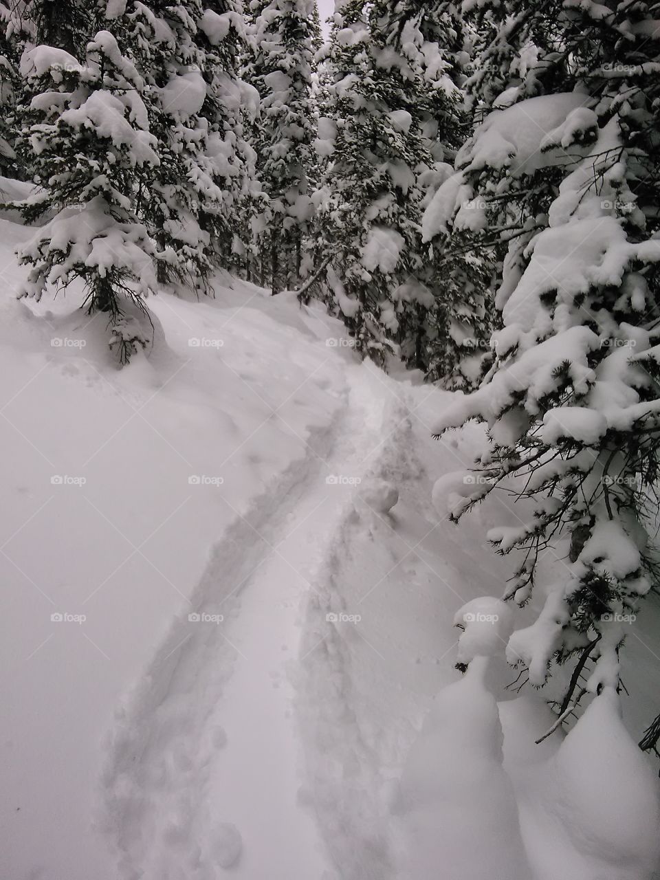 Fresh Lines. Great shot of some great pow, look how deep it was that day!