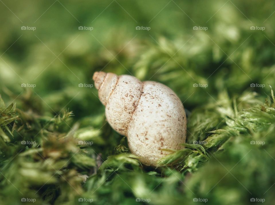 Small shell on moss