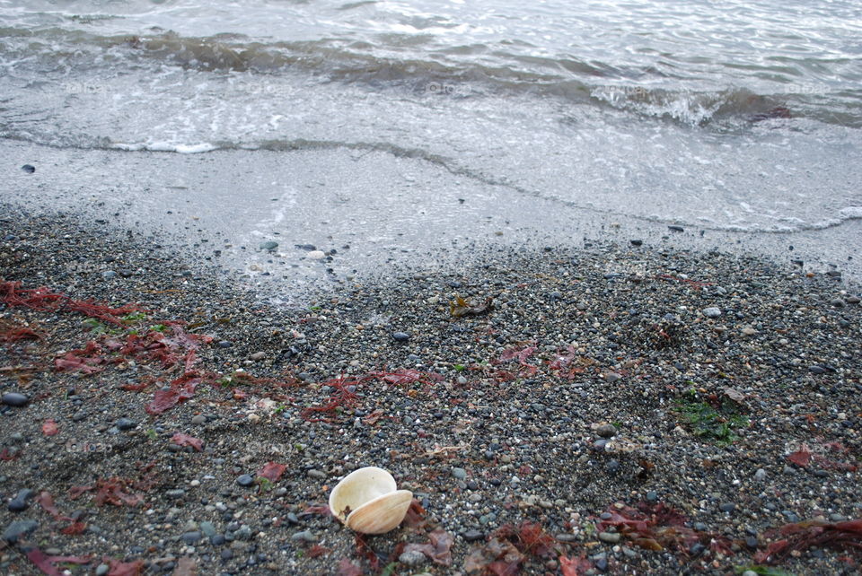 Shells on the beach