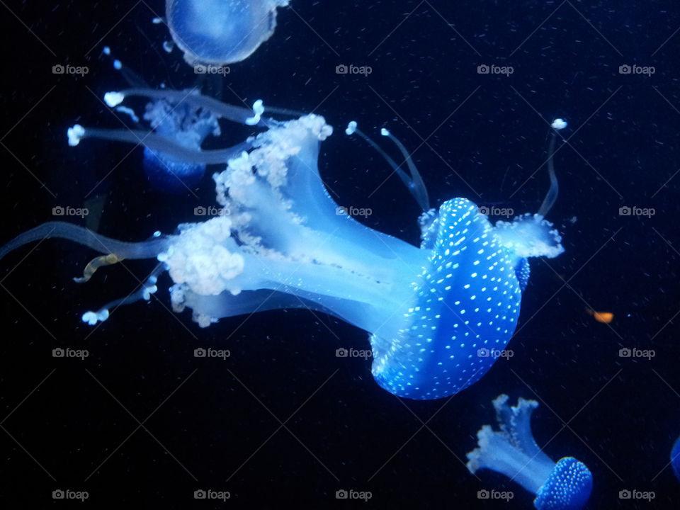 Blue enlighted jellyfish with black background.
