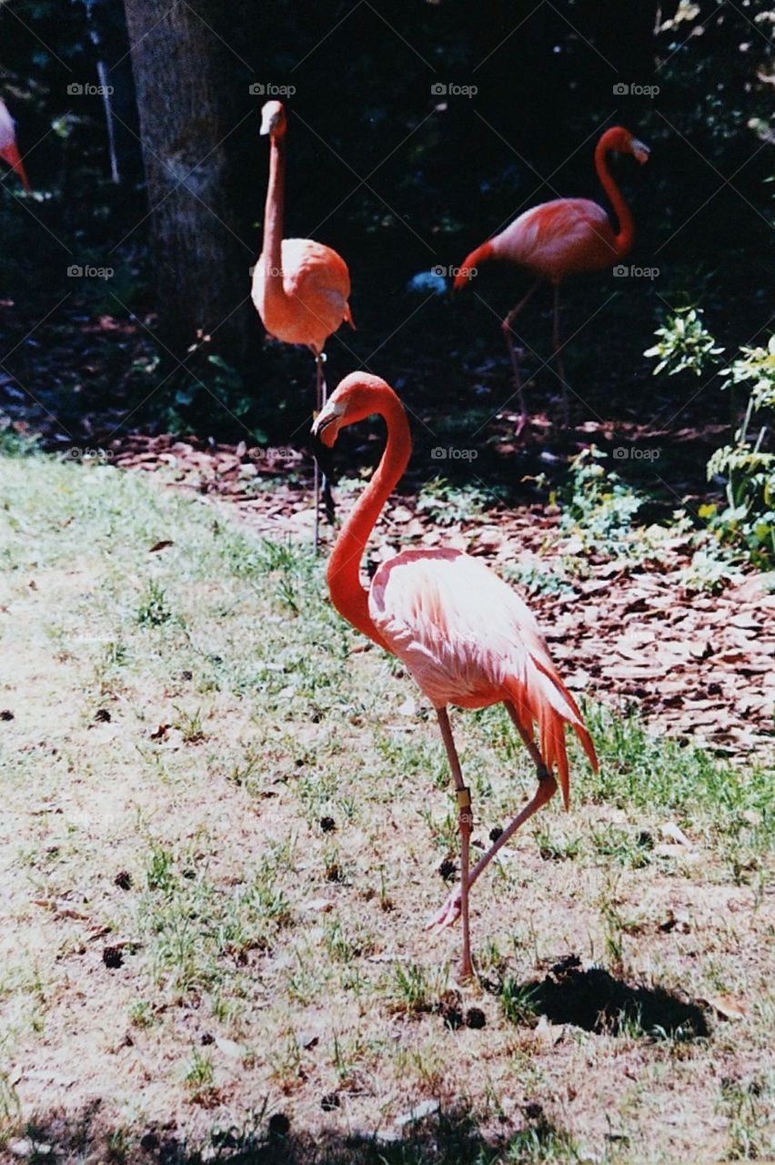 pretty flock of flamingos