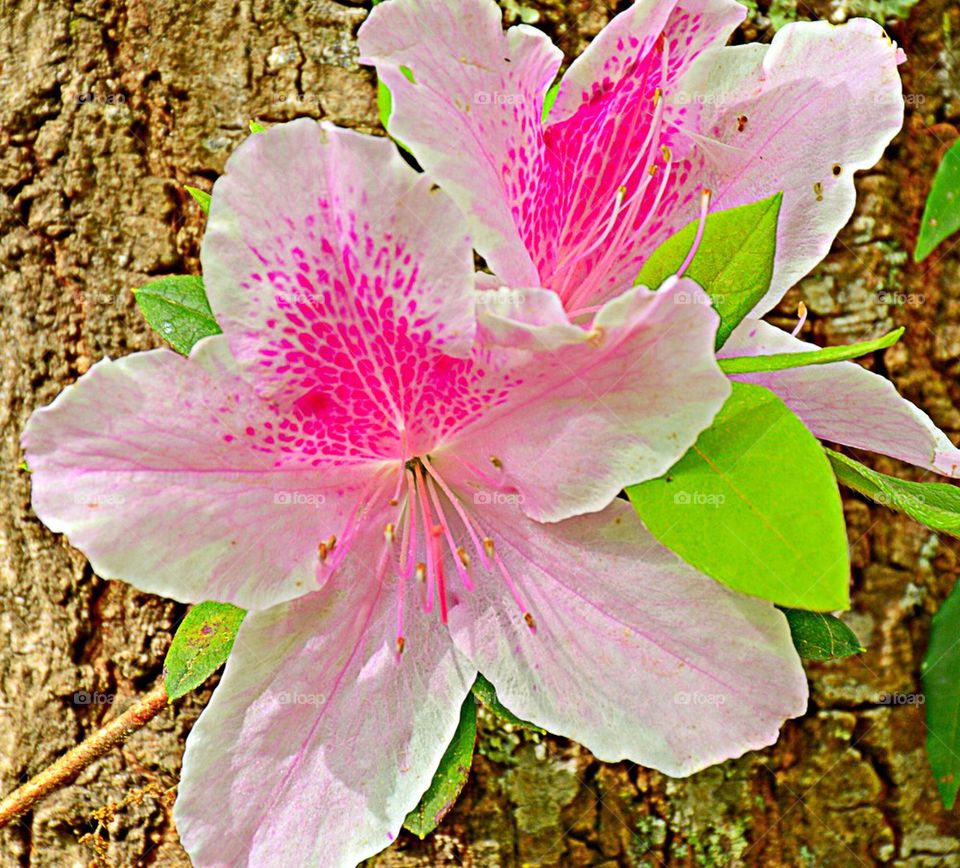 Pink Azaleas 