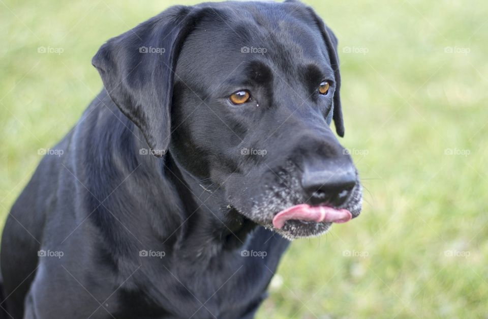 Black Labrador