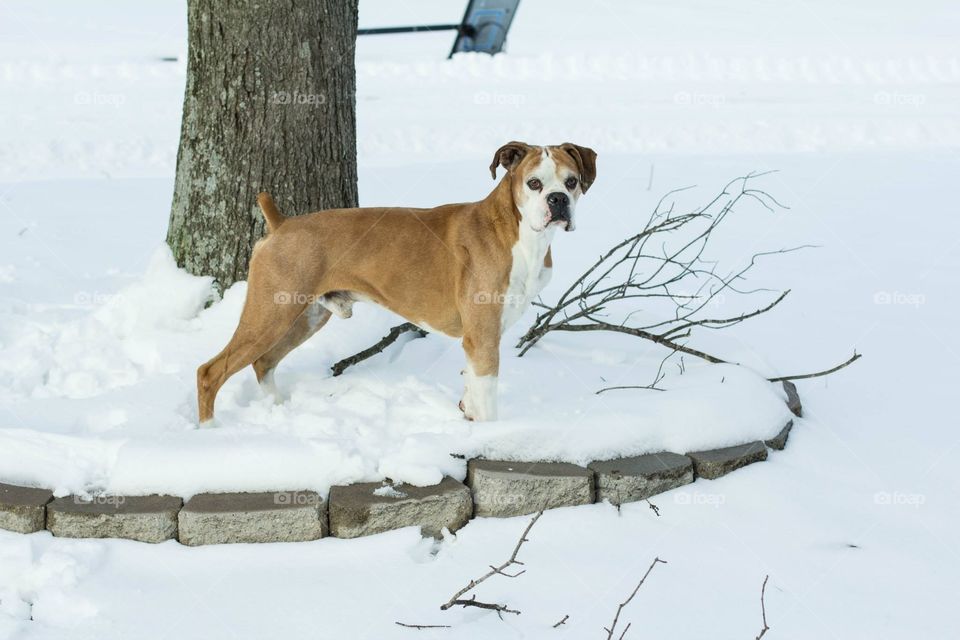 Boxing through the snow