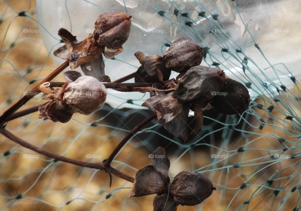 Flower pods, netting and glass light