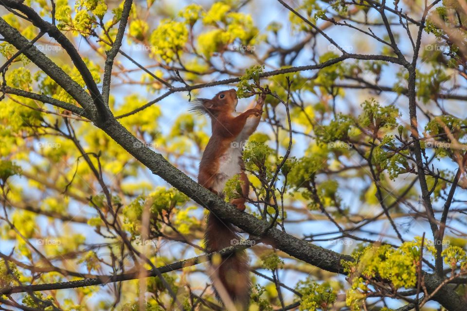 Red squirrel eating flowers on a tree