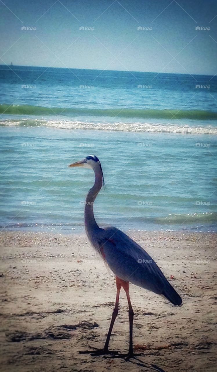 Blue heron at the beach...