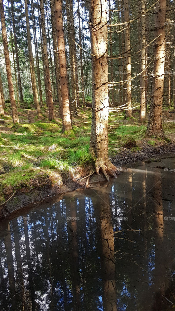 Forest reflection on the creek - skog spegelblank bäck