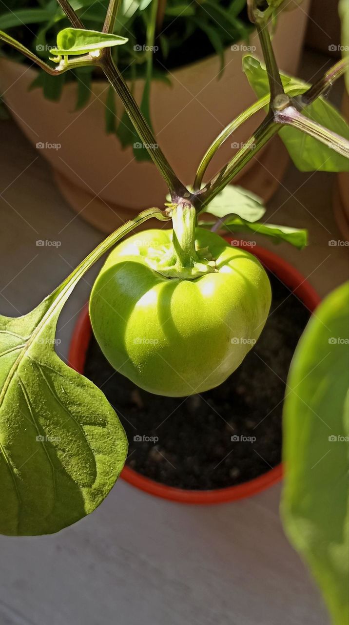 pepper in pot gardening, love earth