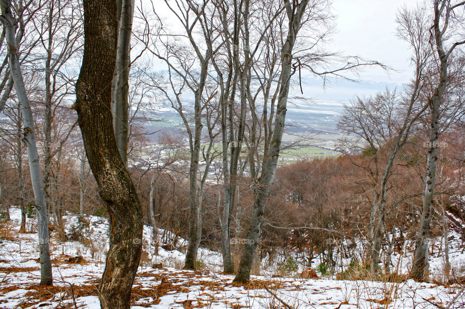 Trees in the forest 2