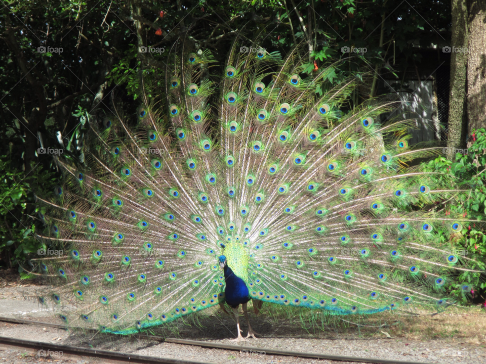 shannon manawatu new zealand bird farm peacock by fraserkitt