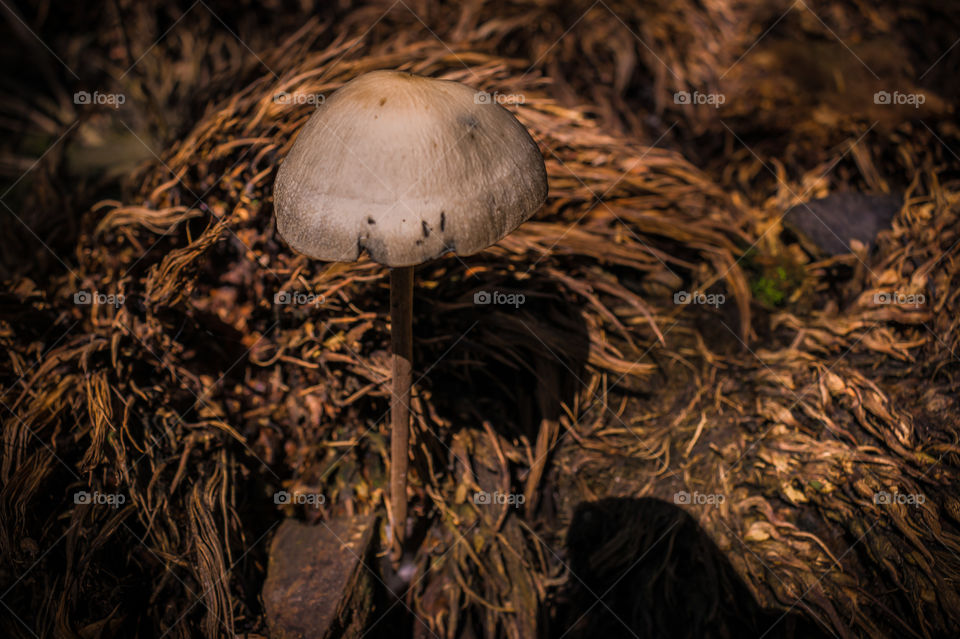 A Mushroom In The Palm Fruit