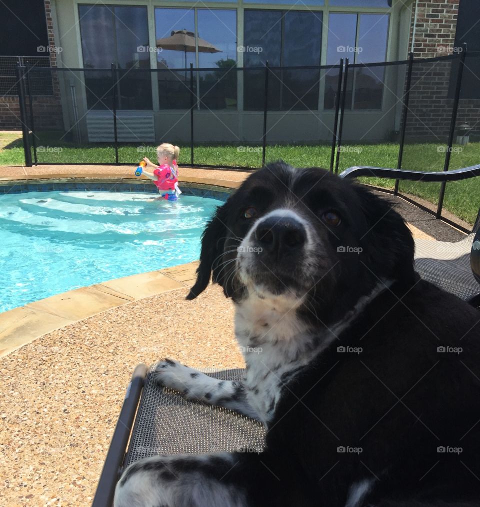 Lap dog. Dog on lounge chair by the pool