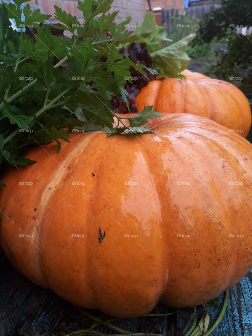 Дары осени солнечная тыква