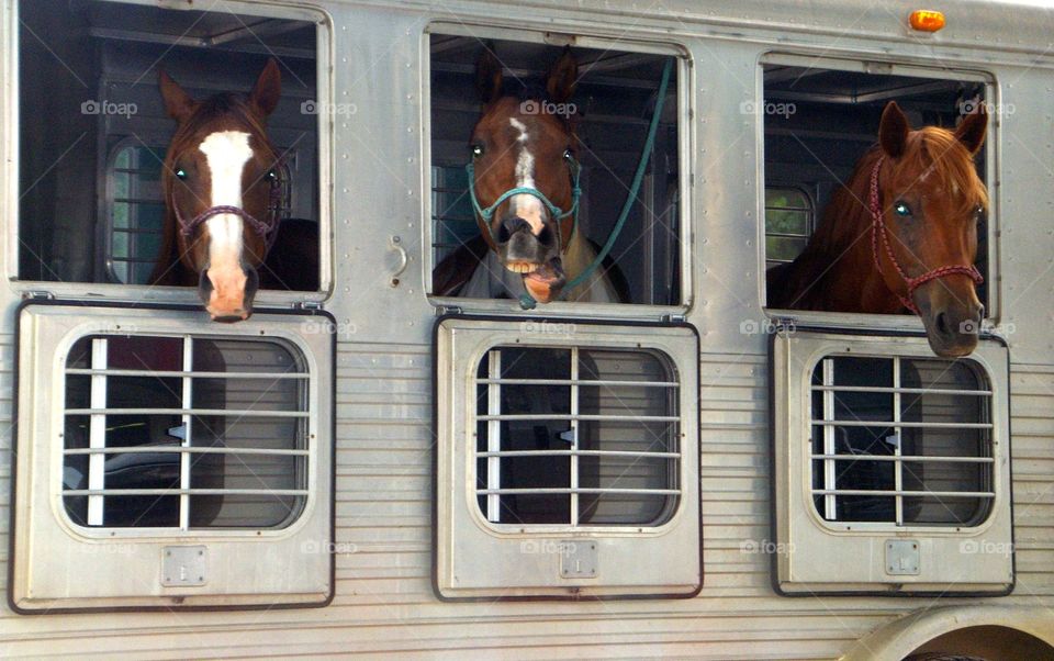 3 horses in a cowboy trailer