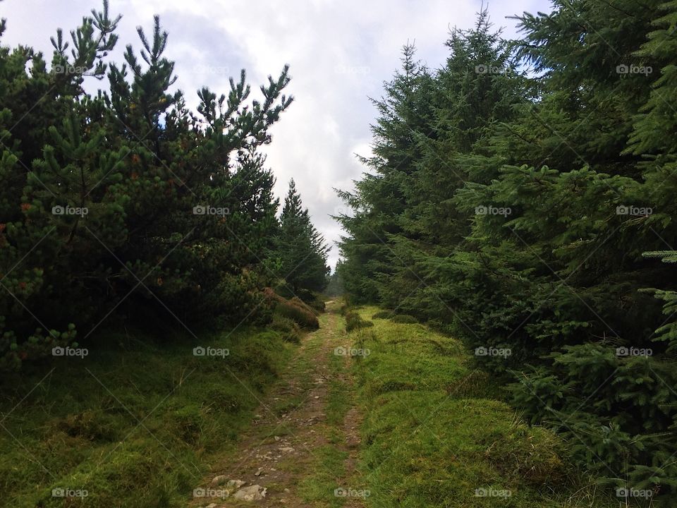 No Person, Landscape, Tree, Conifer, Evergreen