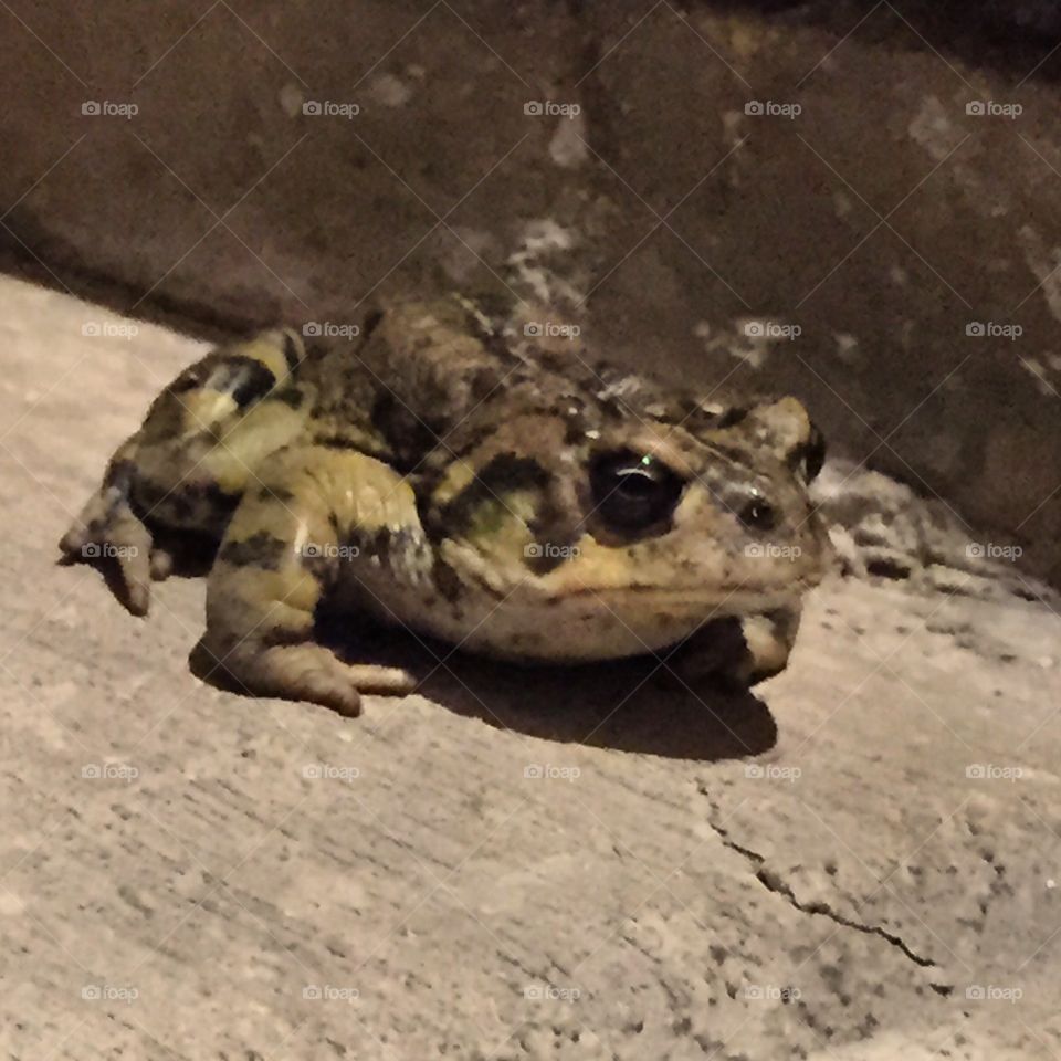 Frog (or toad?)