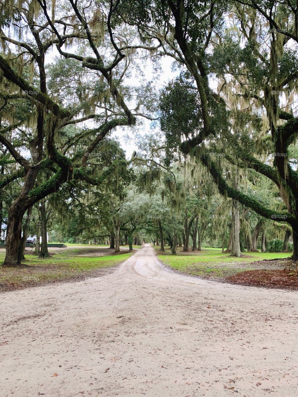 South Carolina oak trees