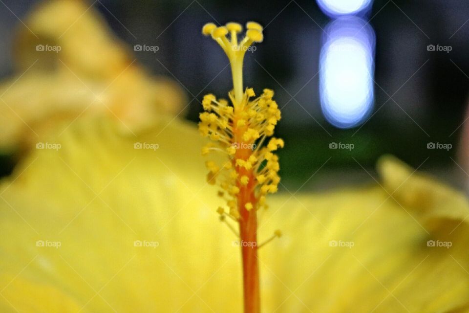 stigma pollen grains of a yellow gumamela macro photo shot
