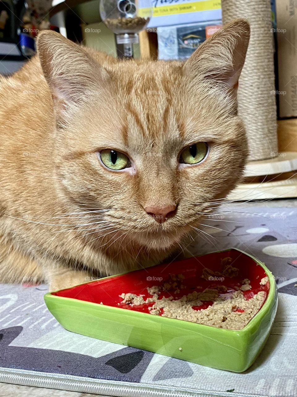 An orange tabby cat eating out of a watermelon food bowl 