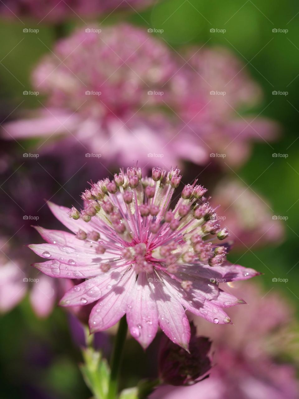 Beautiful tender flowers