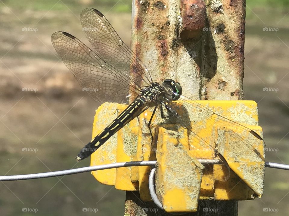 South Georgia dragonfly resting on an old electric fence insulator at the farm in the woods. 