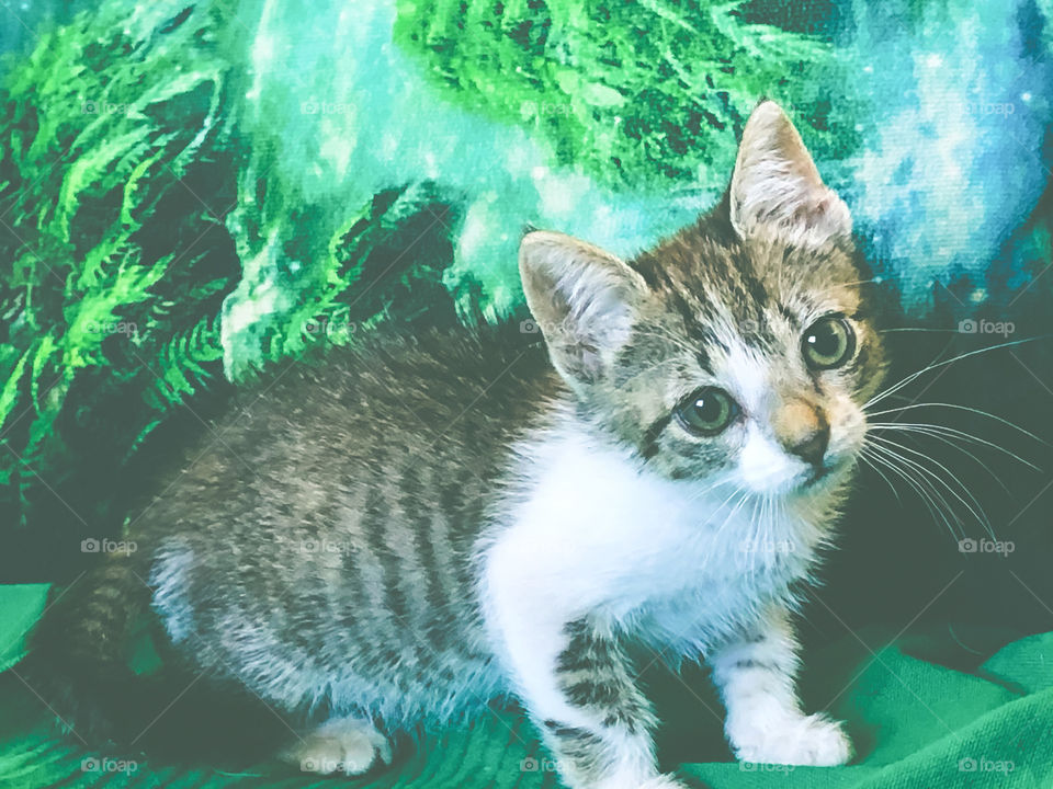 Cute, grey and white tabby kitten against a green background 