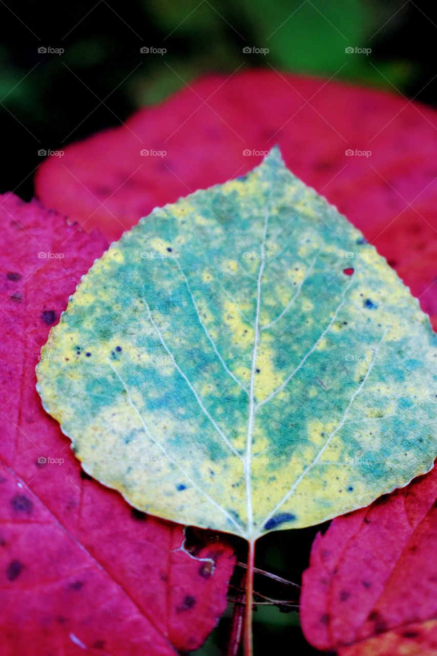 vibrant red leaves contrasting green and yellow
