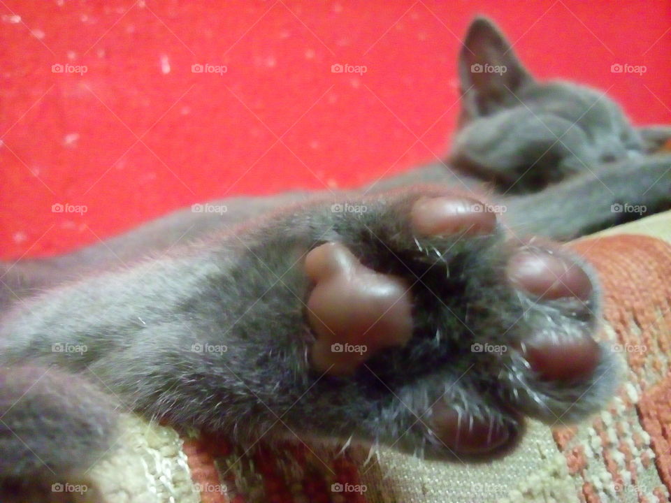 cute little cat paws 🐾🐾