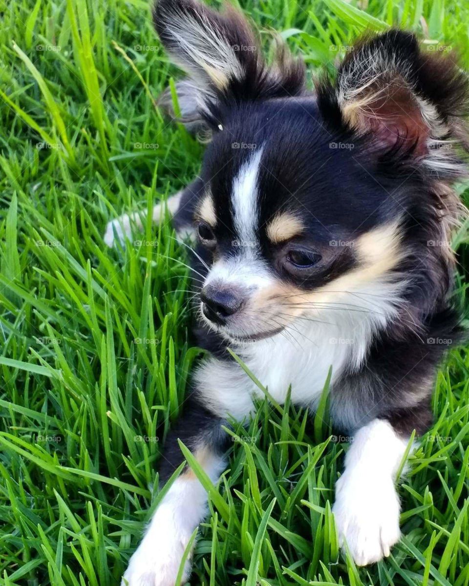 Chihuahua! Love dog!