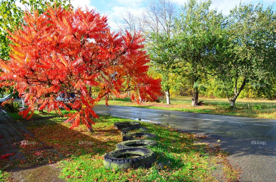 Красота осени