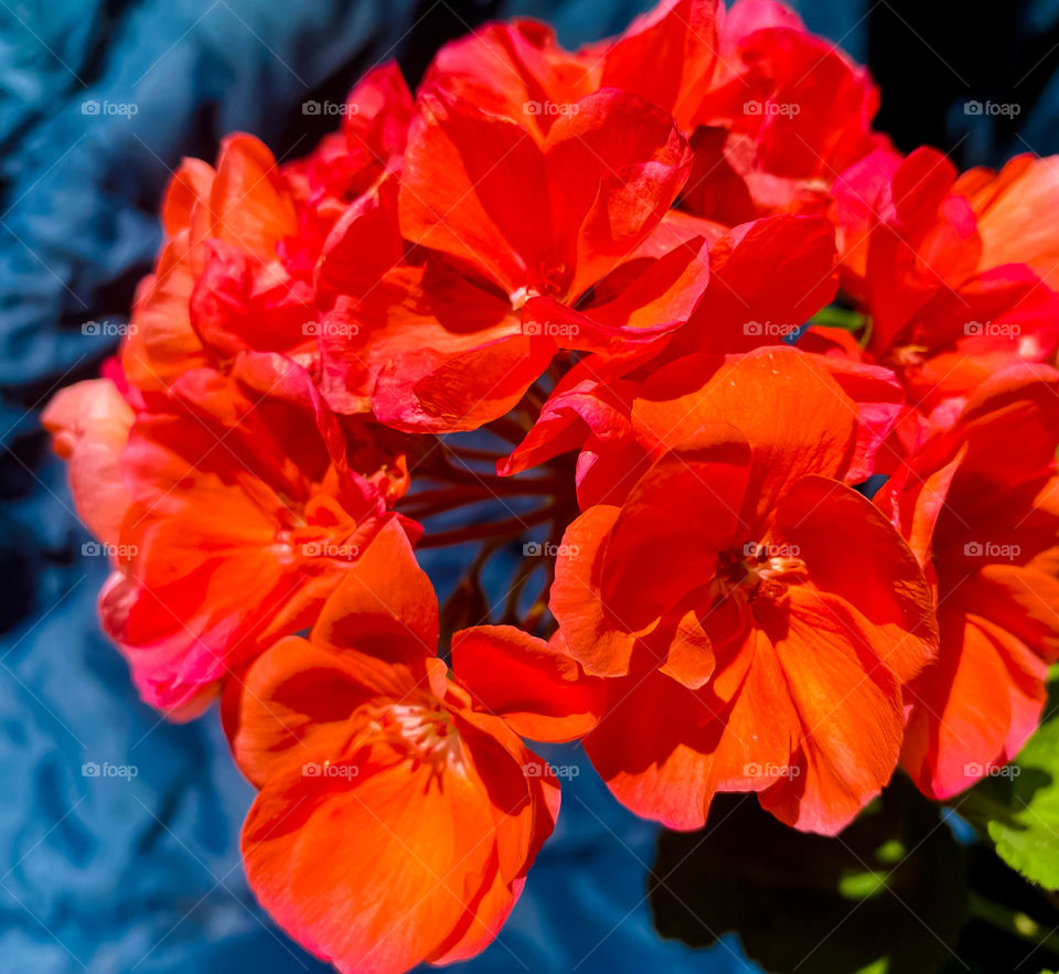 Beautiful geraniums in a pot
