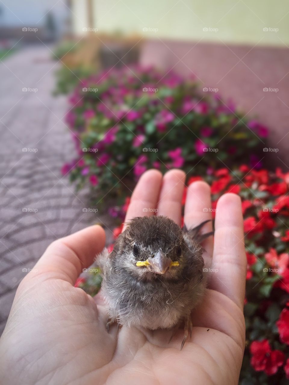 Hand holding little bird