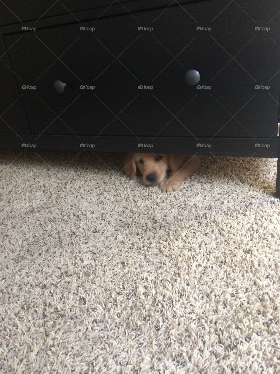 Puppy under desk. Puppy under desk