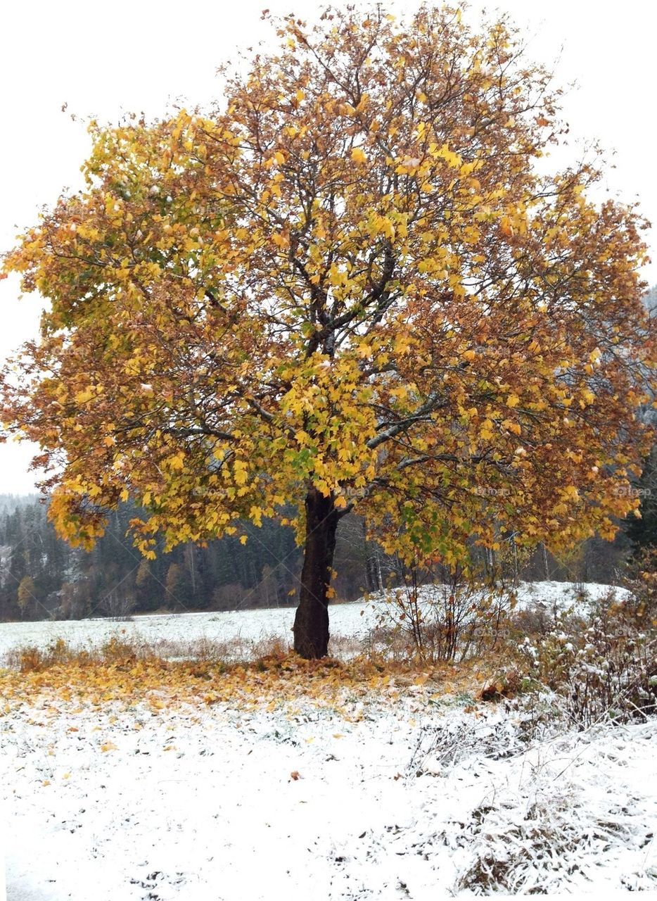 Autumn tree in the first snow