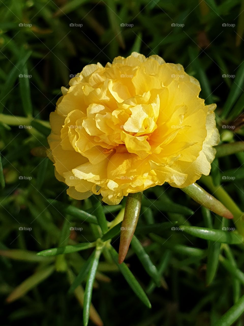 the Portulaca Grandiflora